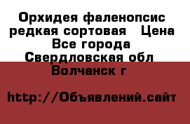 Орхидея фаленопсис редкая сортовая › Цена ­ 800 - Все города  »    . Свердловская обл.,Волчанск г.